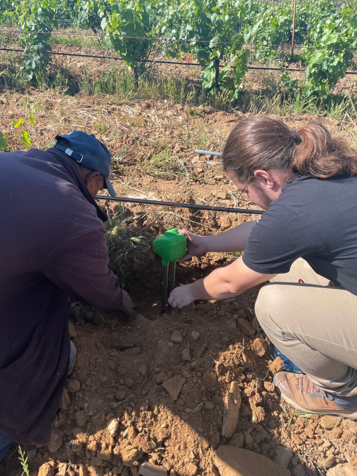 Installing the BRAD probe in a vineyard