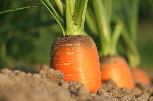 Légumes-carotte