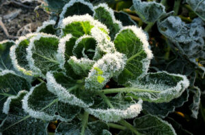 Le top 15 des légumes à planter cet hiver dans votre jardin