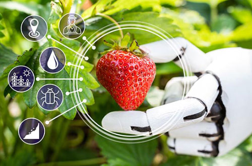 Intelligence artificielle et plant de fraise