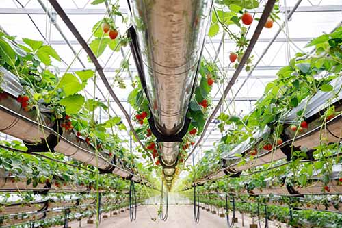 Intelligence artificielle qui utilise des serres intelligentes pour faire pousser des fraises