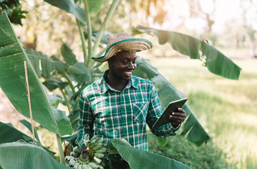 innovation agricole afrique