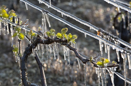 Vigne atteinte par le gel