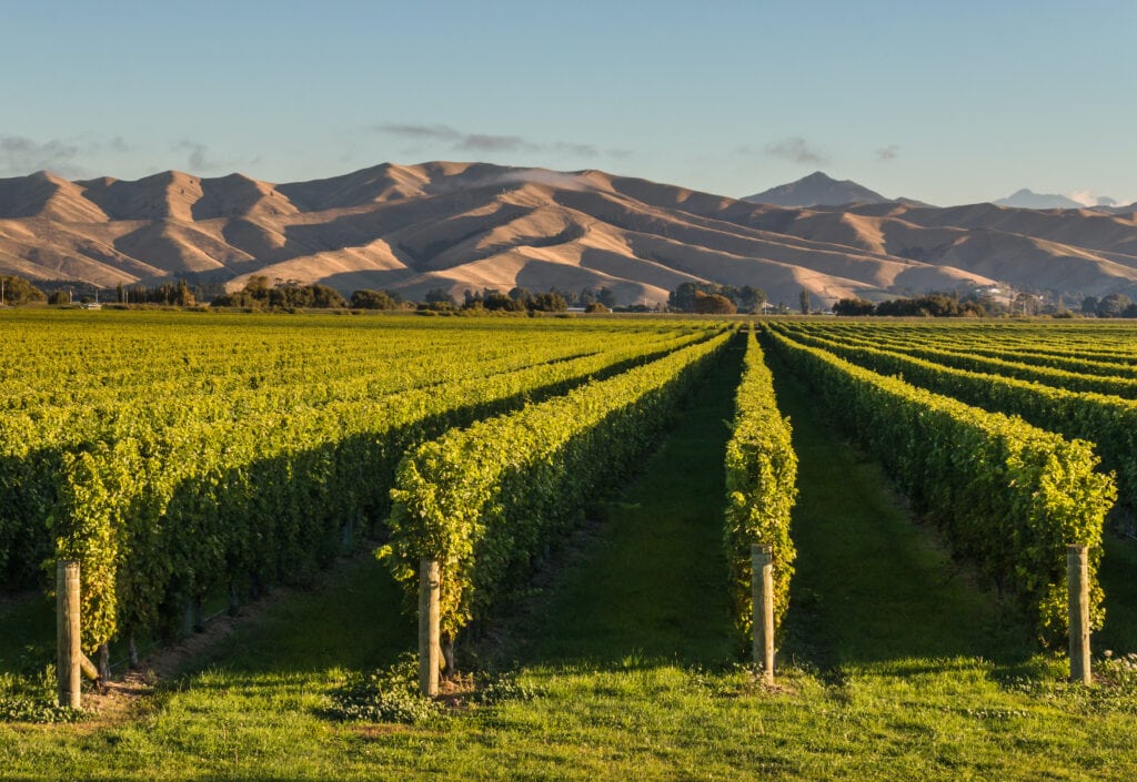 vigne agriculture régénératrice Nouvelle-Zélande
