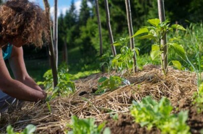 Quels sont les principes de la permaculture ?